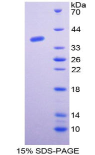 Figure 1. SDS-PAGE