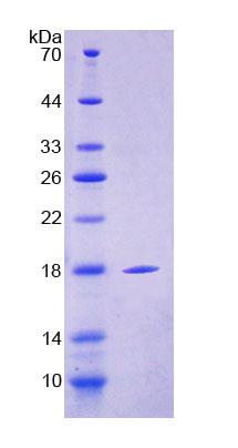 Figure 1. SDS-PAGE
