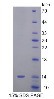 Figure 1. SDS-PAGE