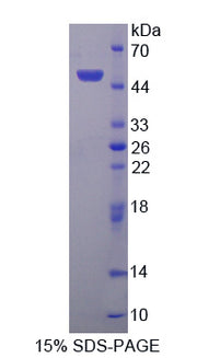 Figure 1. SDS-PAGE