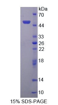 Figure 1. SDS-PAGE