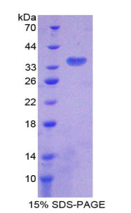 Figure 1. SDS-PAGE