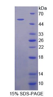Figure 1. SDS-PAGE
