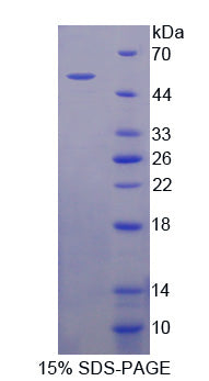 Figure 1. SDS-PAGE