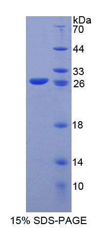 Figure 1. SDS-PAGE