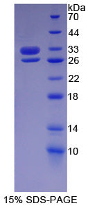 Figure 1. SDS-PAGE