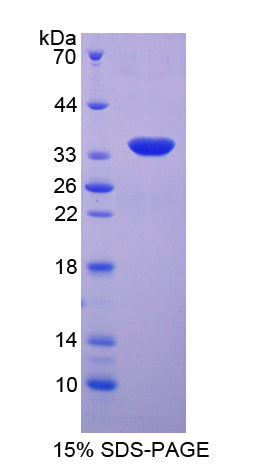 Figure 1. SDS-PAGE