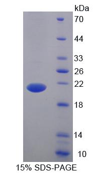 Figure 1. SDS-PAGE