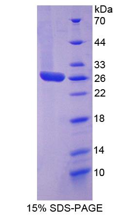 Figure 1. SDS-PAGE