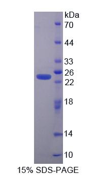 Figure 1. SDS-PAGE