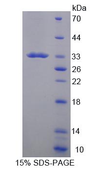 Figure 1. SDS-PAGE