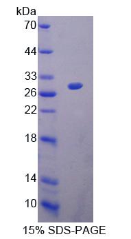 Figure 1. SDS-PAGE