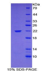 Figure 1. SDS-PAGE