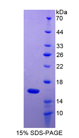 Figure 1. SDS-PAGE