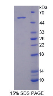 Figure 1. SDS-PAGE