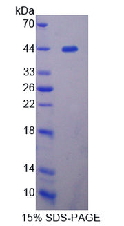 Figure 1. SDS-PAGE