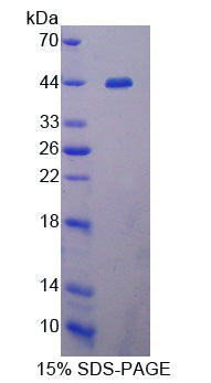Figure 1. SDS-PAGE