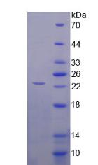 Figure 2. SDS-PAGE