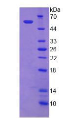 Figure 3. SDS-PAGE