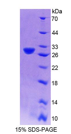 Figure 1. SDS-PAGE