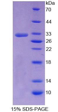Figure 1. SDS-PAGE