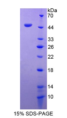 Figure 1. SDS-PAGE