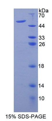 Figure 1. SDS-PAGE
