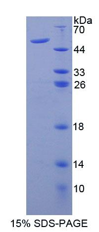 Figure 1. SDS-PAGE