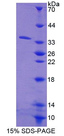 Figure 1. SDS-PAGE