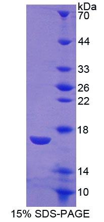 Figure 1. SDS-PAGE