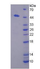 Figure 2. SDS-PAGE