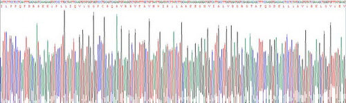 Recombinant Human Fibroblast Activation Protein Alpha (FAPa)