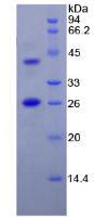 Figure 3. SDS-PAGE
