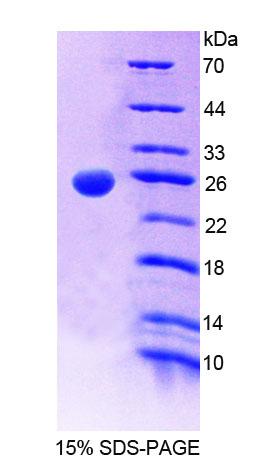 Figure 1. SDS-PAGE