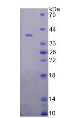 Figure 2. SDS-PAGE