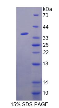 Figure 1. SDS-PAGE