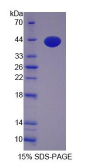 Figure 1. SDS-PAGE