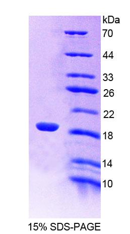 Figure 1. SDS-PAGE