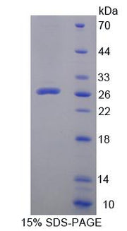 Figure 1. SDS-PAGE