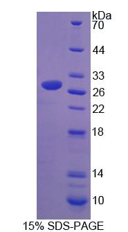 Figure 1. SDS-PAGE