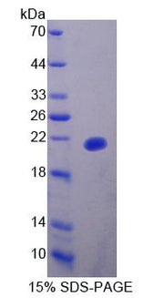 Figure 1. SDS-PAGE