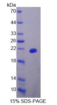 Figure 1. SDS-PAGE