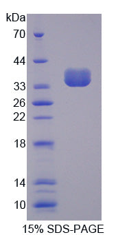 Figure 1. SDS-PAGE