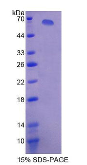Figure 1. SDS-PAGE