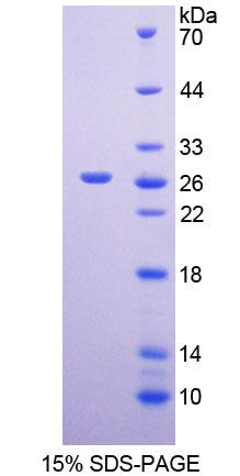Figure 1. SDS-PAGE