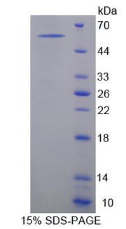 Figure 1. SDS-PAGE