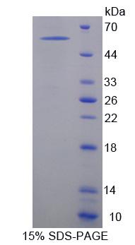 Figure 1. SDS-PAGE