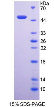 Figure 1. SDS-PAGE