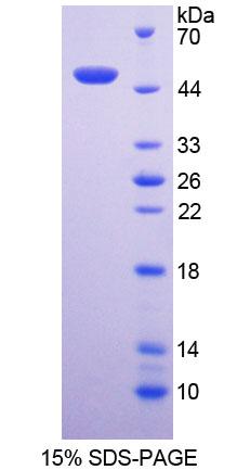 Figure 1. SDS-PAGE