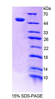 Figure 1. SDS-PAGE